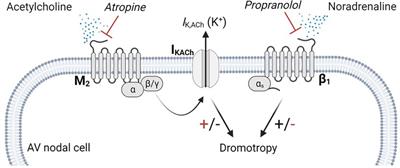 Muscarinic acetylcholine receptors M2 are upregulated in the atrioventricular nodal tract in horses with a high burden of second-degree atrioventricular block